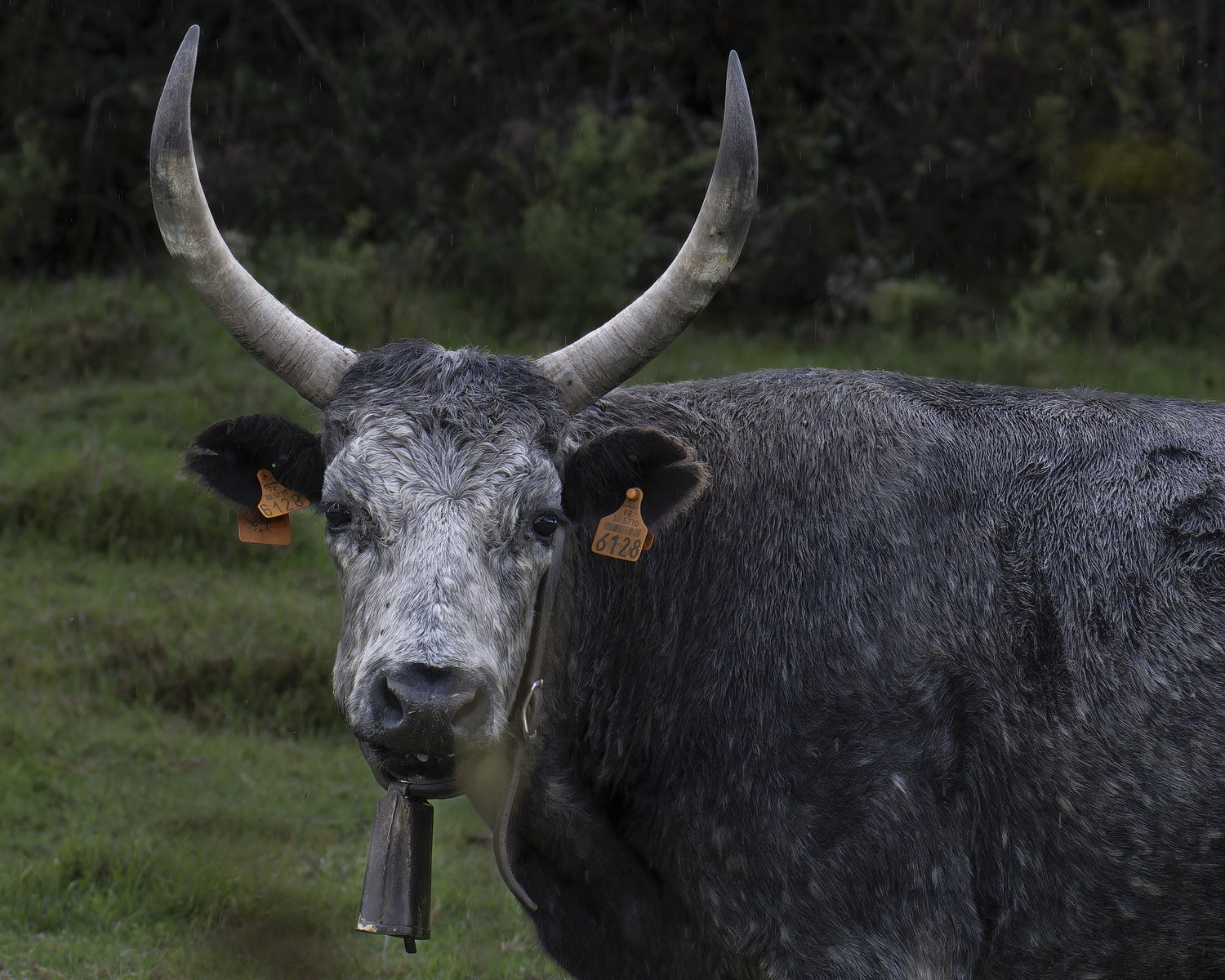 taureau